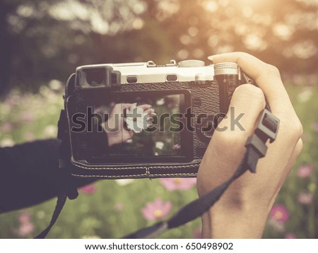Hand holding camera taking photograph of cosmos flowers background