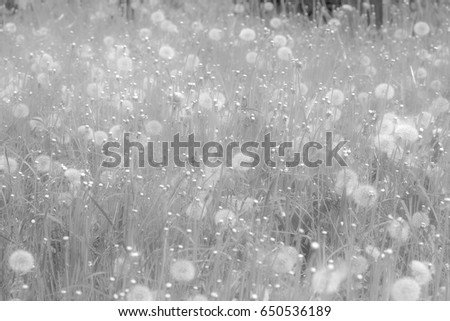 Field of dandelions, nature background with shallow depth of field.