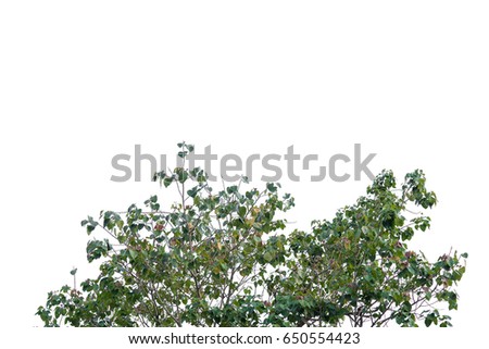 Trees isolated on white background.
