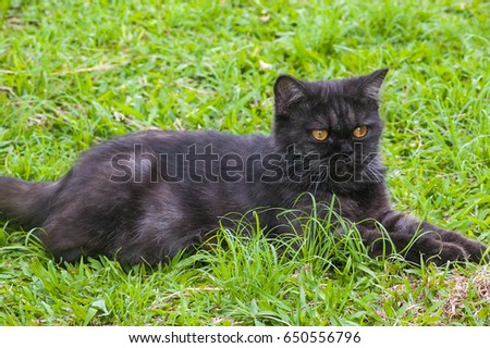 Black Cat Playing With Toy on The Grass