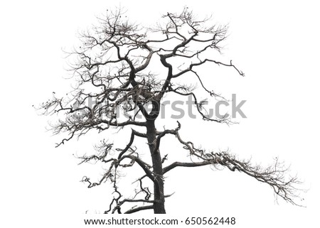 branches isolated on white background.
