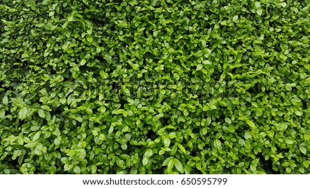Small green leaf Fence wall in the garden