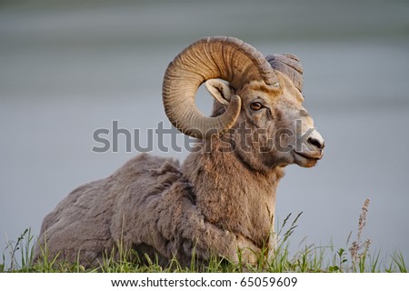 Big Horn Sheep portrait along Maligne Road in Jasper National Park, Alberta, Canada Royalty-Free Stock Photo #65059609