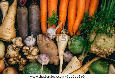 Root crops, carrots, parsley root, turnip, onion, garlic, Jerusalem artichoke, horseradish. Root crops background. Food background Royalty-Free Stock Photo #650620165