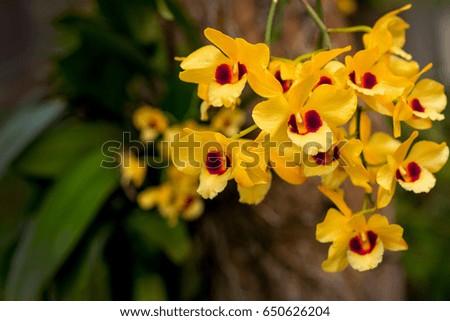 Yellow Orchid Flower
