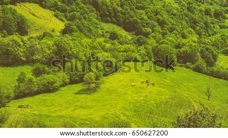 Analog photography look - Aerial view of a green pastures meadow and cows herd