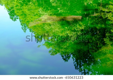 Green woodland reflecting on the pond, dead tree underwater