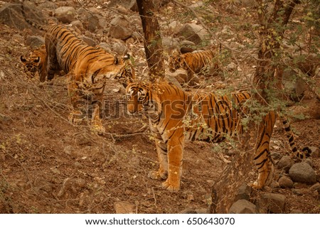 Tigers in the nature habitat. The whole tigers family in the forest. Wildlife scene with danger animal. Hot summer in Rajasthan, India. Dry trees with beautiful indian tiger, Panthera tigris