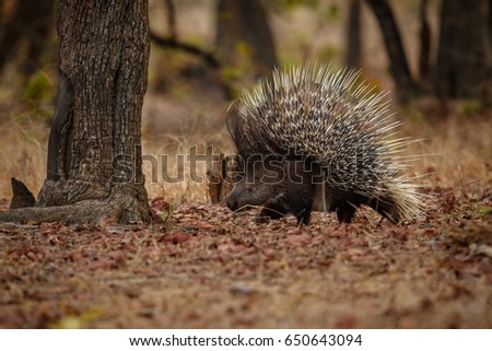 Porcupine in the nature habitat. Indian porcupine in the dayilight. Wildlife scene with very rare and elusive animal. Nocturnal animal in the beautiful indian forest. Hystrix indica