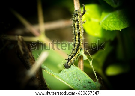Caterpillar (Nymphalis urticae Aglais urticae) eating on a nettle