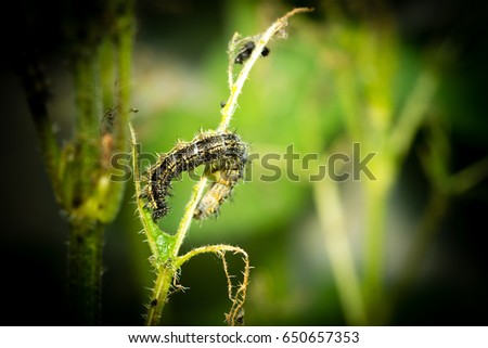 Caterpillar (Nymphalis urticae Aglais urticae) eating on a nettle