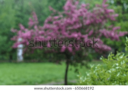 Blooming tree at spring, fresh pink flowers on the branch of fruit tree, plant blossom abstract background, seasonal nature beauty, dreamy soft focus picture