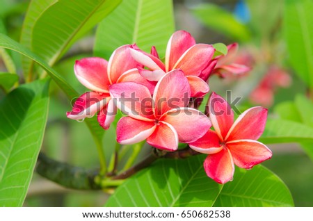 plumeria flower or pink frangipani