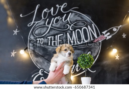 Puppy in hands on star picture background.