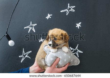 Puppy in hands on star picture background.