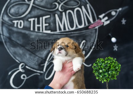 Puppy Corgi in hands on picture background.