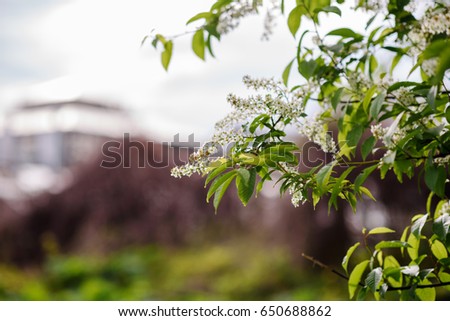 Blooming tree at spring, fresh pink flowers on the branch of fruit tree, plant blossom abstract background, seasonal nature beauty, dreamy soft focus picture