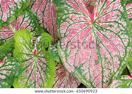  Caladium leaves closeup , pink and leaf texture background