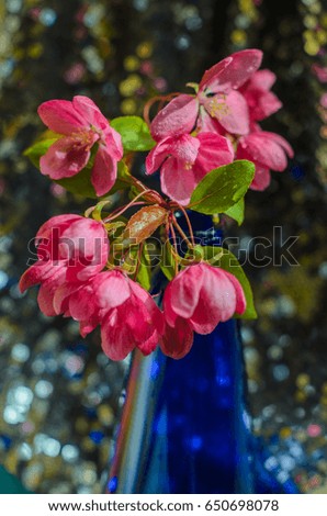 Spring flowering ornamental Apple trees. Wild Apple tree in a vase