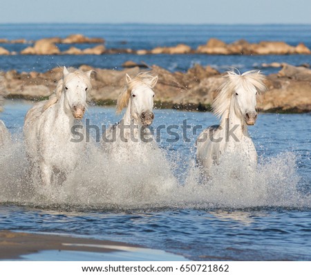 Three White Camargue Horses galloping along the beach in Parc Regional de Camargue - Provence, France 