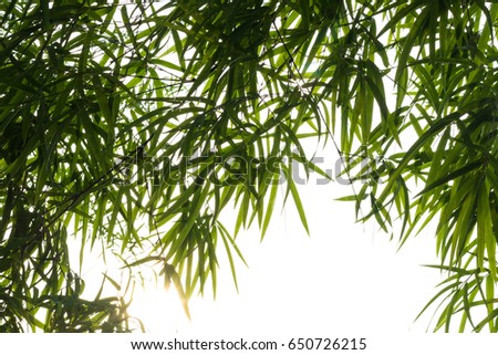 Isolates background backlit bamboo leaves plenty of fresh green branches with dew drops in the early morning.