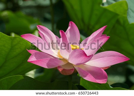 Close up pink lotus flower are blooming.