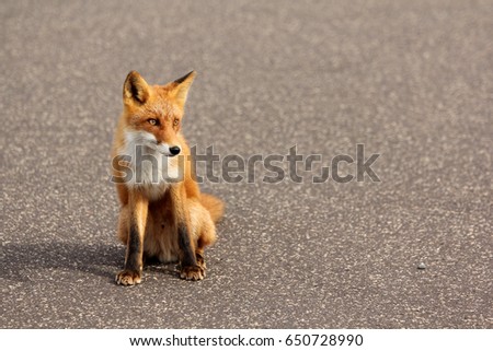 A fox sit in on the road.