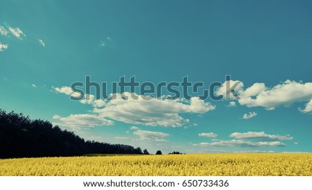 Ukraine flag yellow-blue on the fields. Picture of the blue sky and yellow rape.                            
