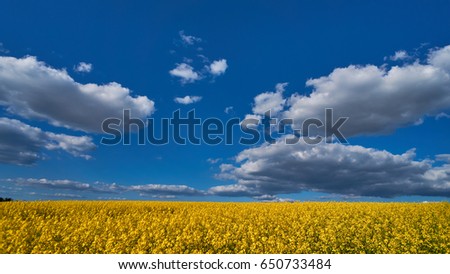 Ukraine flag yellow-blue on the fields. Picture of the blue sky and yellow rape.                            
