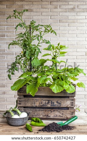 A small urban vegetable garden in a vintage fruit box with tomato, bell pepper and zucchini plants.