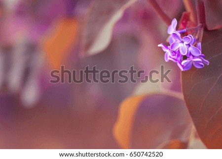 Bunch of lilac on blurred natural background. Conventional flower design. Greeting card with copyspace with free place for text.