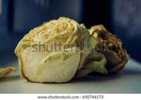 Dried buds of white roses
