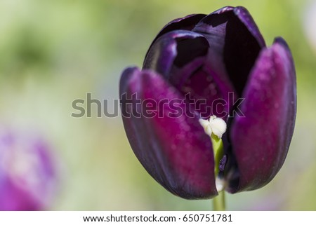 closeup Macro Shot of Petals and Stamen Of Purple Dutch Tulip in Keukenhof Garden in Netherlands.Horizontal Image