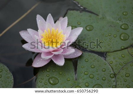 Water lily is a genus of hardy and tender aquatic plants in the family Nymphaeaceae. The genus has a cosmopolitan distribution. 