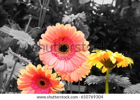 Gerbera flowers on black and white picture