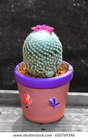 colorful cactus on black and white picture