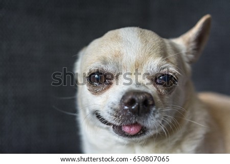 Chihuahua portrait on a dark background 