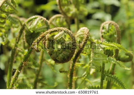 Green fern, close up photo. Czech landscape
