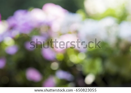 blurred background of plants