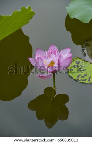 Beautiful lotus flower in a pond, reflected in water
