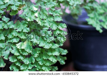 Fern Leaves Background
