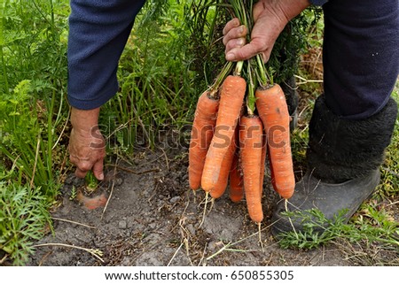 Close-up of the female hands picking juicy carrots at the garden bed. Concept of healthy eating
