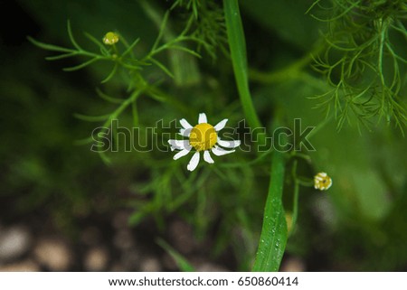 Chamomile flower 