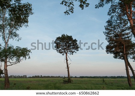 Pine tree on sky background and grass, tree branches form a frame, the tree in the center