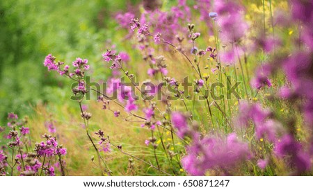 Beautiful flowers on the field in summer. Colorful view. Wonderful background.