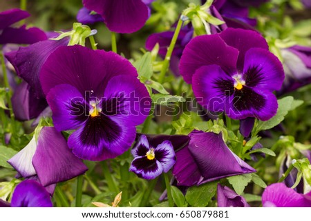 pansies in garden, Neon Violet cultivar
