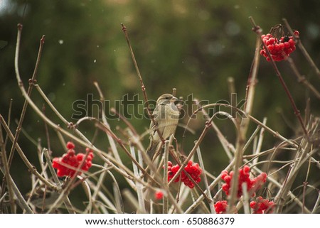 the sparrow sits on a gu-elder-rose bush.
