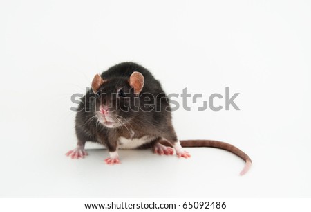 Black Rat Isolated on White Background