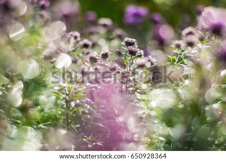 Flowers in the morning in autumn. Background picture. The dew glistens in the sunlight like big diamonds. Bokeh.
