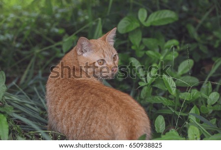 The brown-haired cat looks like a tiger walking in the green grass forest and turns to look bravely and determined to travel this time.